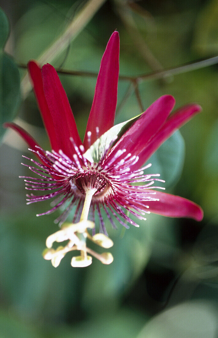 Passion-flower (Passiflora sp.)