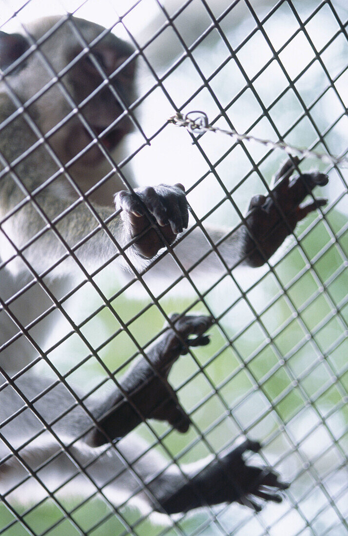 Monkey in a cage in the zoo