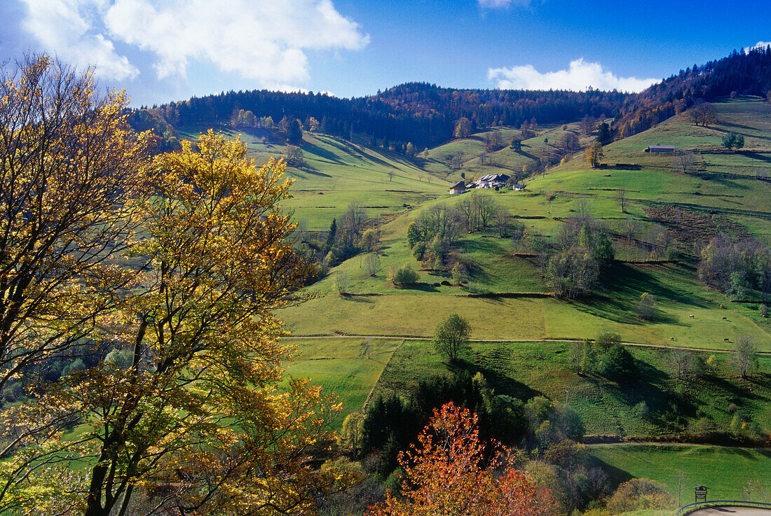 Blick über ein Tal bei Todtnau, Schwarzwald, Baden-Württemberg, Deutschland