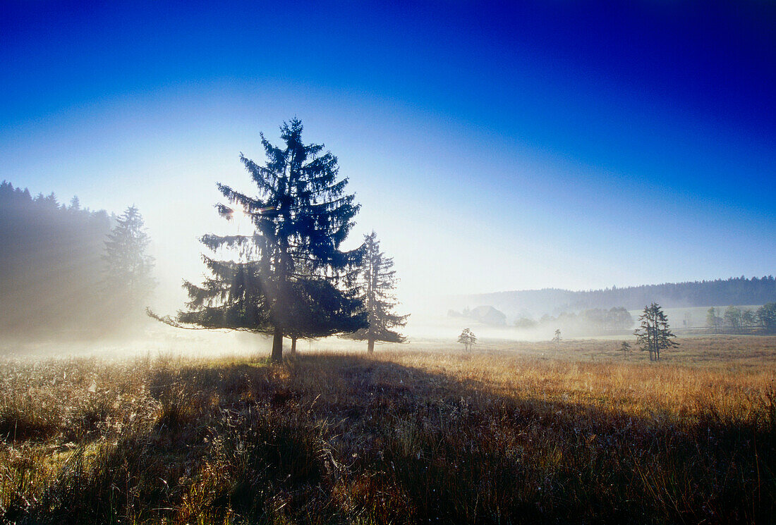 Nadelbäume im Gegenlicht, Waldau, Schwarzwald, Baden-Württemberg, Deutschland