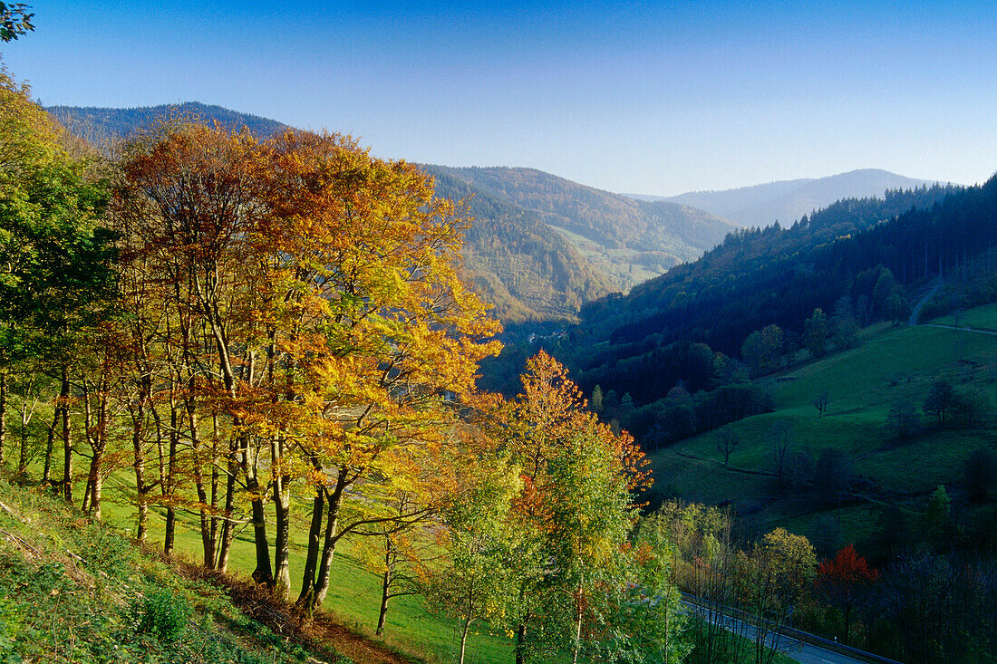 Landschaft im Herbst bei Todtnau, Schwarzwald, Baden-Württemberg, Deutschland