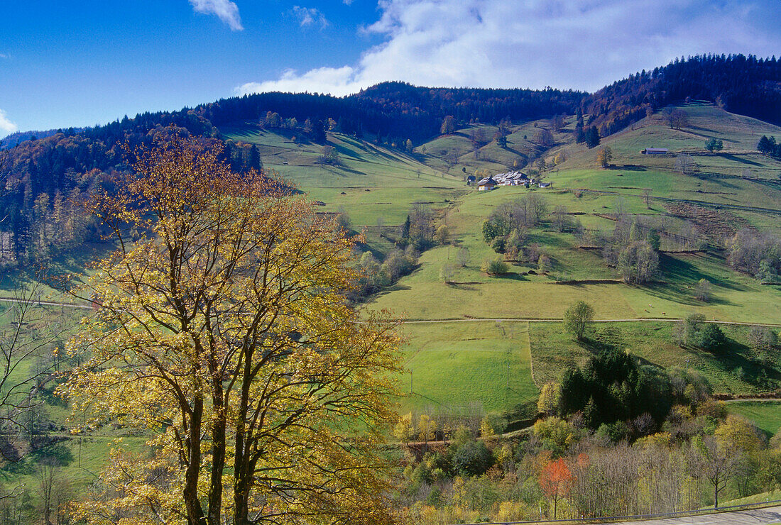 Landscape in Autumn near Todtnau, Black Forest, Baden-Wurttemberg, Germany