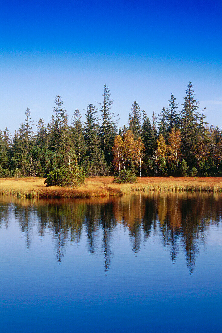 Swamp lake on mount Hohloch, nature reserve Kaltenbronn, Black Forest, Baden-Wurttemberg, Germany