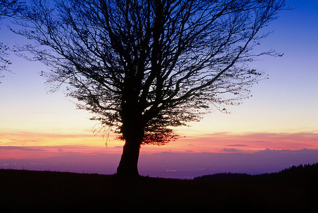 Wind swept beech tree at mount Schauinsland, Freiburg, Black Forest, Baden-Wurttemberg, Germany