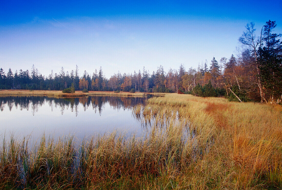 Swamp lake on mount Hohloch, nature reserve Kaltenbronn, Black Forest, Baden-Wurttemberg, Germany