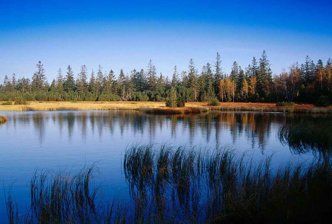 Swamp lake on mount Hohloch, nature reserve Kaltenbronn, Black Forest, Baden-Wurttemberg, Germany