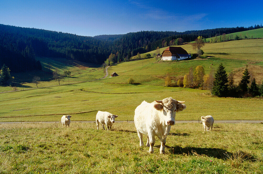 Cattle on meadow, near mount Steinberg, Black Forest, Baden-Wurttemberg, Germany