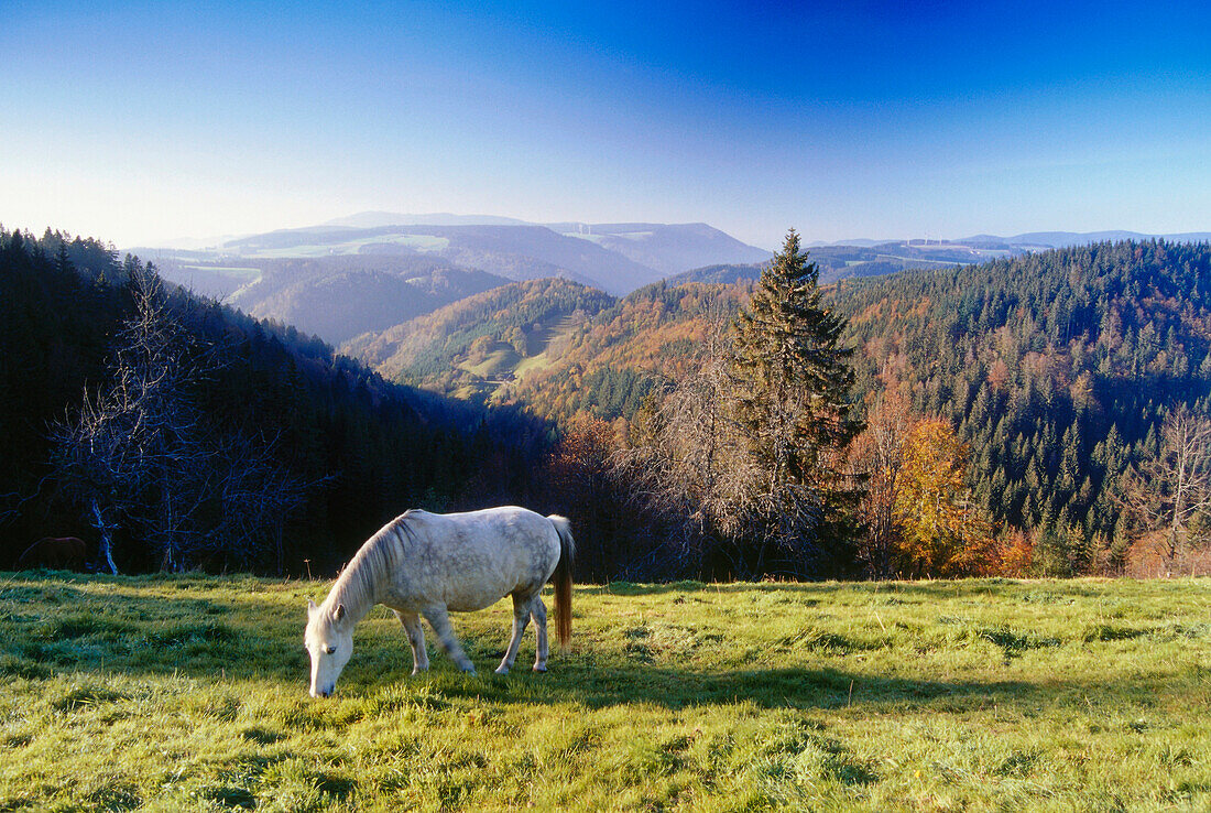 Pferd auf der Weide am Steinberg, Schwarzwald, Baden-Württemberg, Deutschland