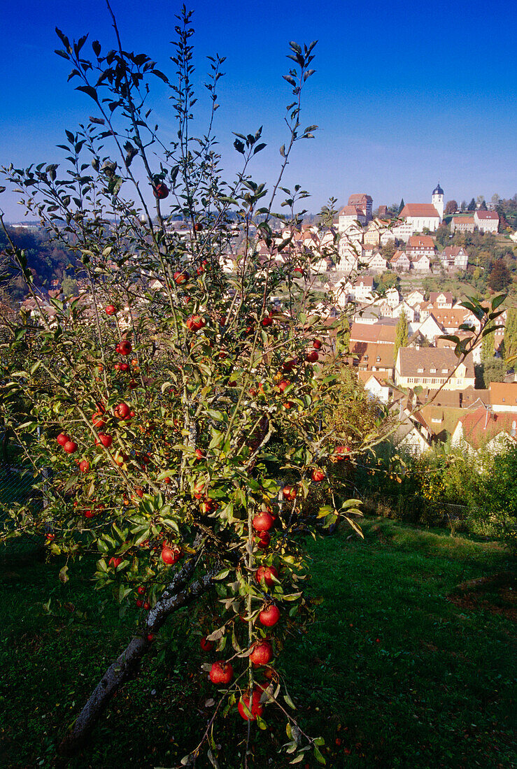 View to Altensteig, Black Forest, Baden-Wurttemberg, Germany