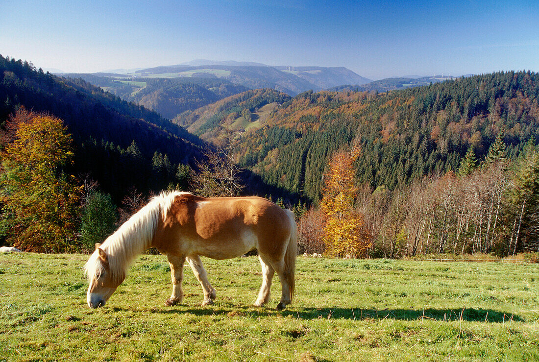 Horse on meadow, near mount Steinberg, Black Forest, Baden-Wurttemberg, Germany