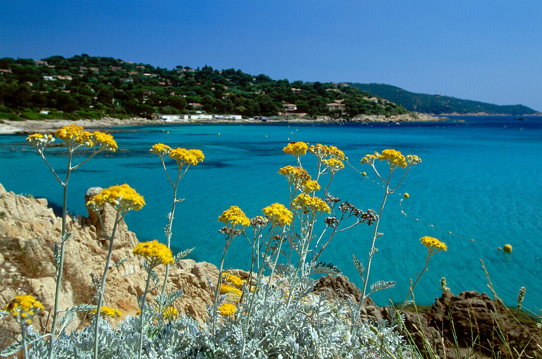 Senecio cineraria, dusty miller plant along the Cote d'Azur, Provence, France