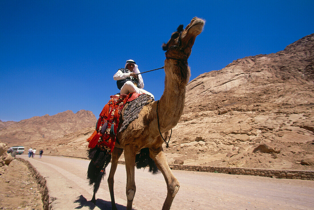 Bedouin with dromedary camel, Sinai, Egypt, Africa
