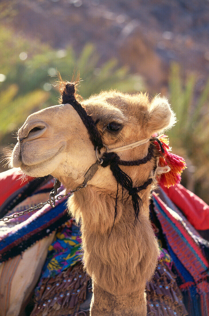 Close up of a dromedary camel, Sinai, Egypt, Africa