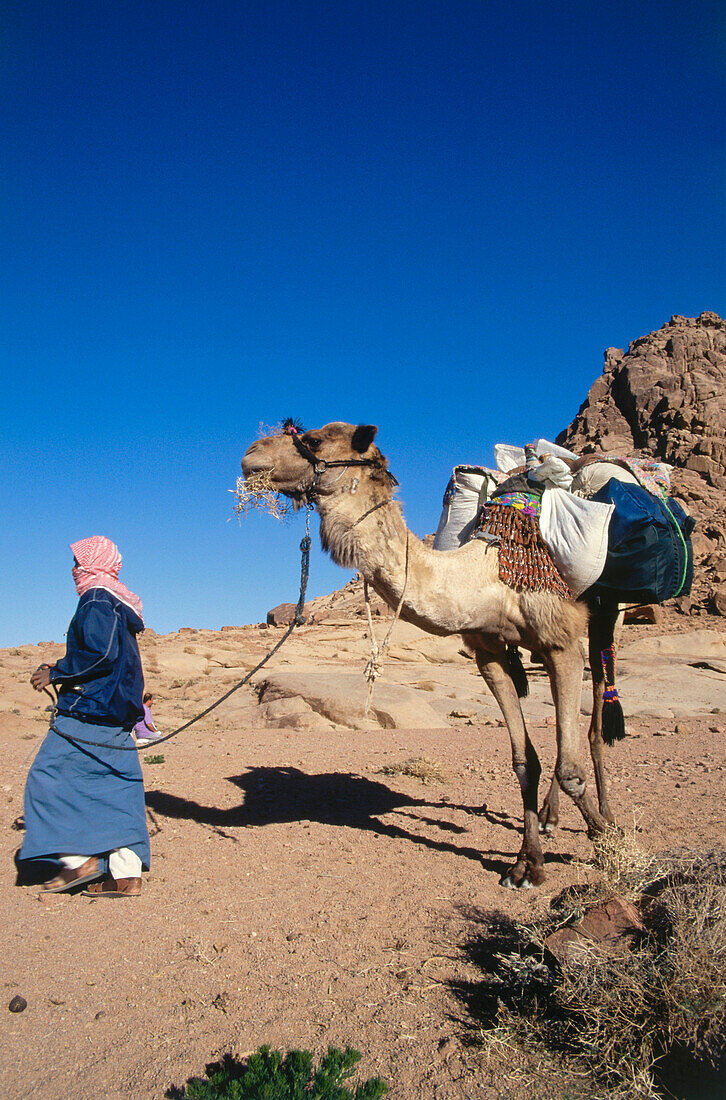 Bedouin with dromedary camel, Sinai, Egypt, Africa