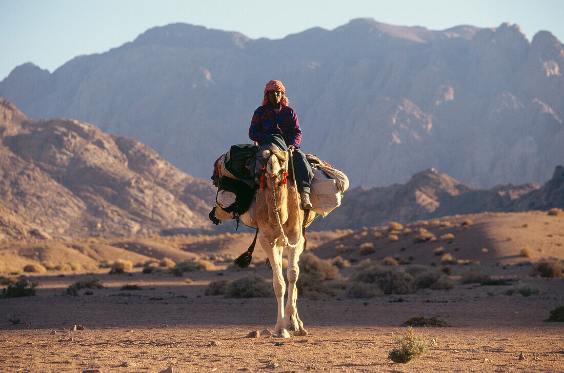 Bedouin riding a dromedary camel, Sinai, Egypt, Africa
