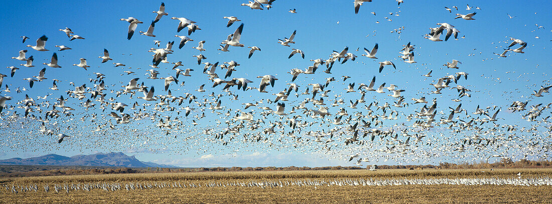 Schneegänse im Winterquartier in Bosque del Apache, New Mexico, USA