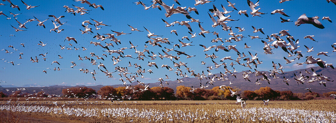 Schneegänse im Winterquartier in Bosque del Apache, New Mexico, USA