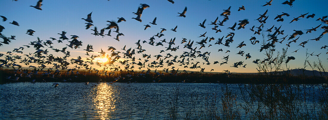 Snow geese at their winter quarters in Bosque del Apache at dawn, New Mexico, USA
