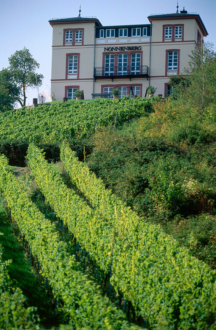 Vineyard Rauenthaler Nonnenberg, Eltville, Rhine District, Hesse, Germany