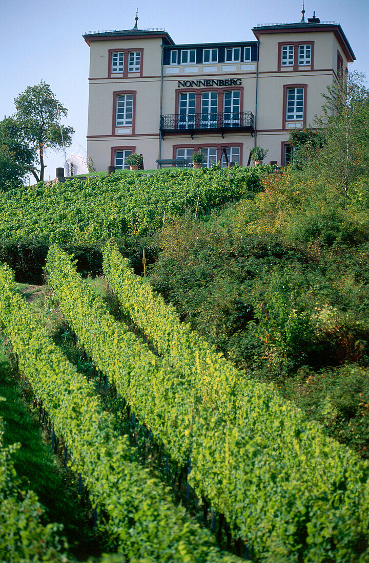 Weingut Rauenthaler Nonnenberg, Eltville am Rhein, Rheingau, Hessen, Deutschland