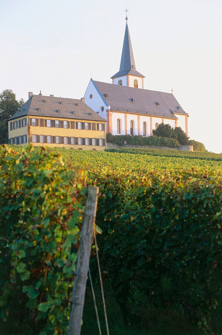 Weinberg Hochheimer Domdechaney mit St. Peter und Paul Kirche, Hochheim, Rheingau, Hessen, Deutschland