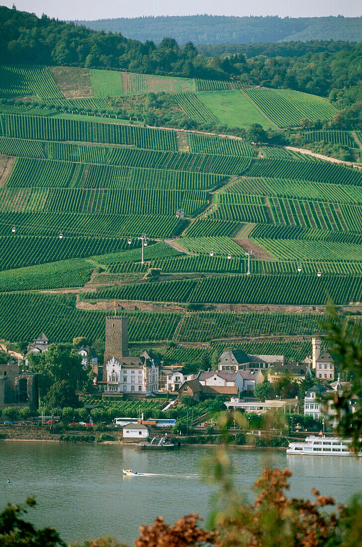 Blick über den Rhein auf Rüdesheim mit Weinberg, Rheingau, Hessen, Deutschland