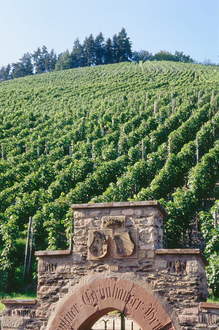 Vineyard Maximin Grunhaus, Mertesdorf, Rhineland-Palatinate, Germany