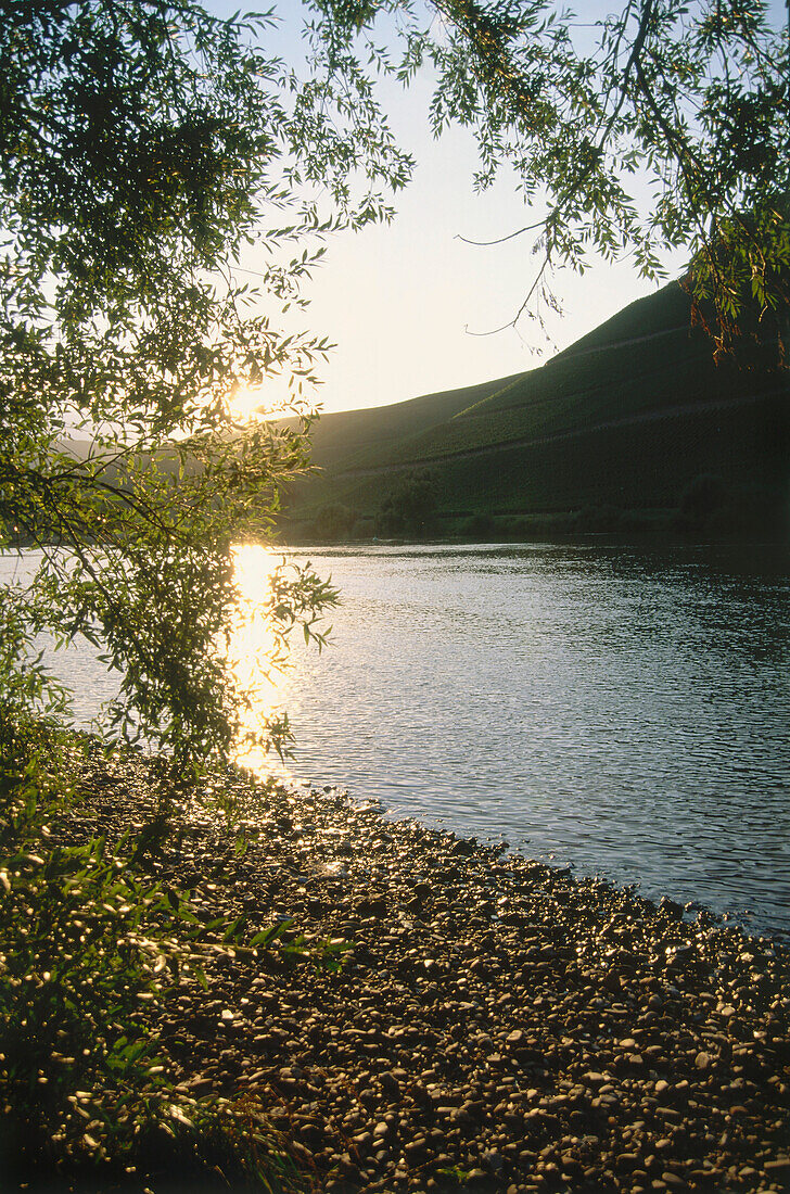 Scenery at river Moselle, Mosel-Saar, Ruwer, Rhineland-Palatinate, Germany
