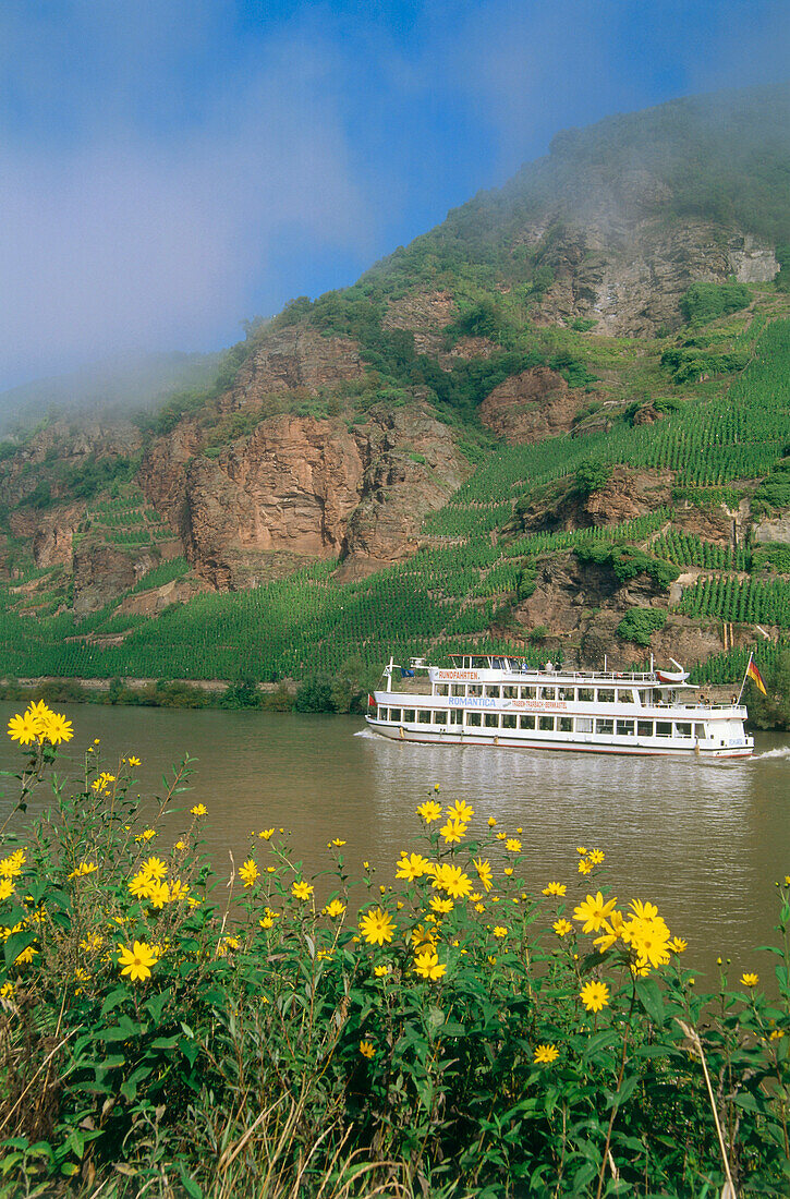 Ausflugsschiff vor Weinberg Erdener Prälat und Treppchen, Erden, Mosel-Saar-Ruwer, Rheinland-Pfalz, Deutschland