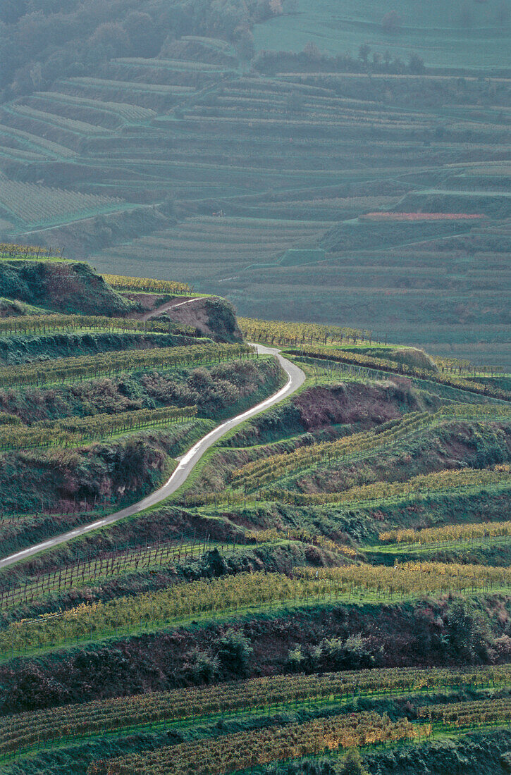 Straße führt durch Weinberg Bassgeige, Oberbergen, Baden-Württemberg, Deutschland