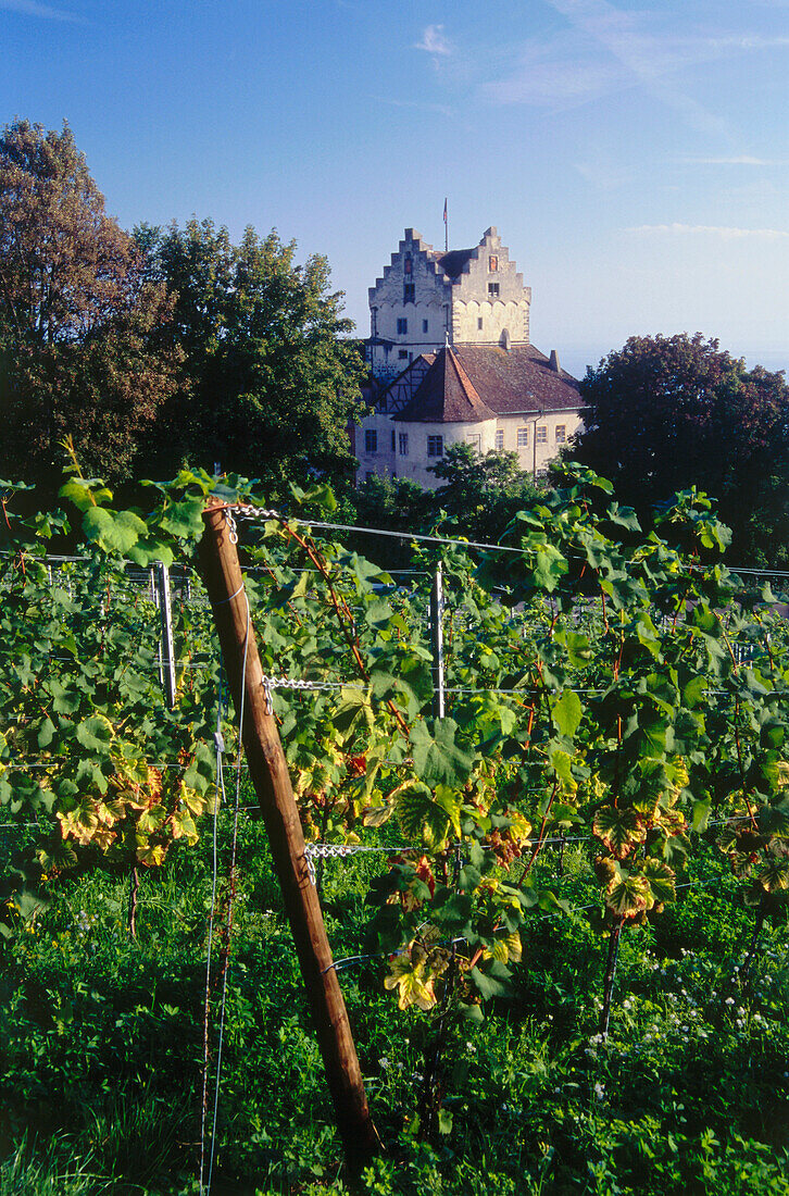 Vineyard Bassgeige, Oberbergen, Baden-Wurttemberg, Germany