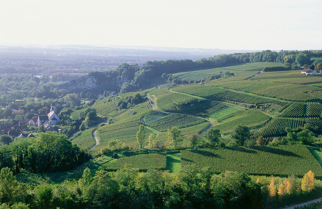 Vineyard Isteiner Kirchberg, Istein, Baden-Wurttemberg, Germany