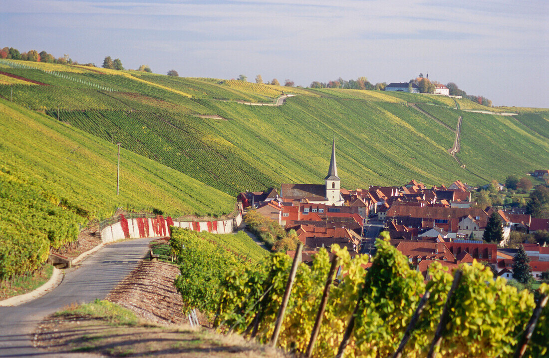 Vineyard Escherndorfer Lump, Escherndorf, Franconia, Bavaria, Germany
