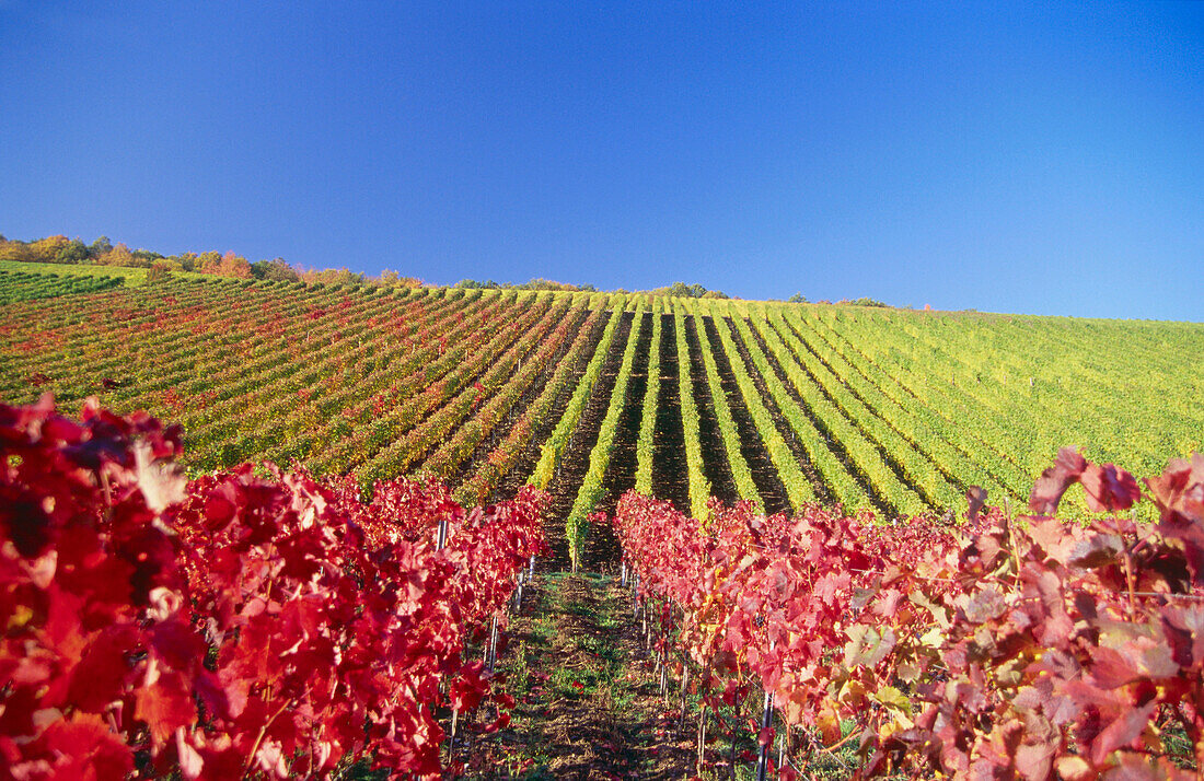Vineyard in autumn, Escherndorf, Franconia, Bavaria, Germany