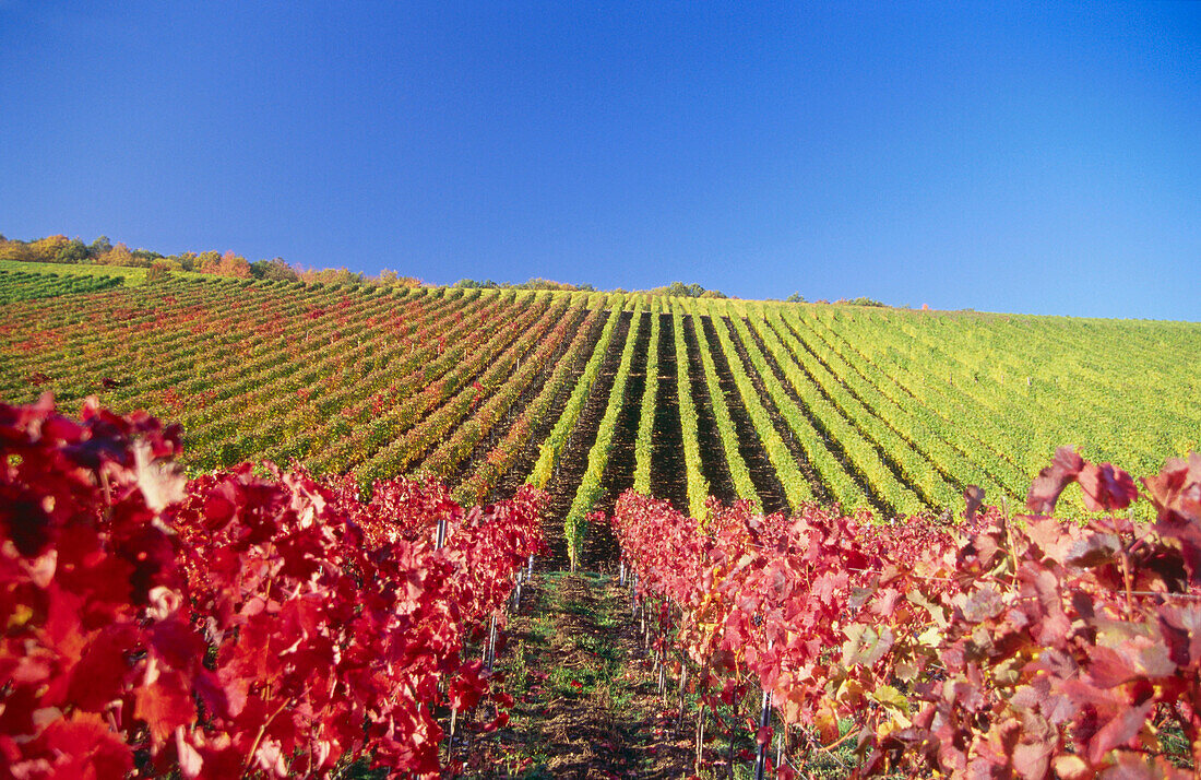 Weinberg im Herbst, Escherndorf, Franken, Bayern, Deutschland