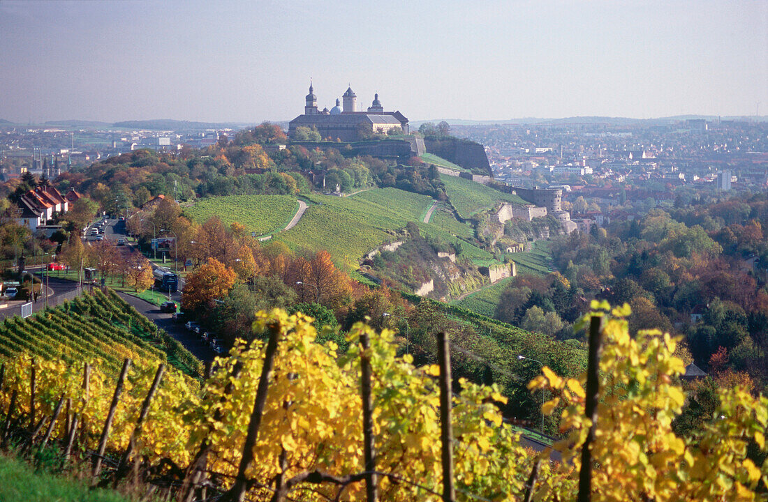 View over vineyard to Fortress Marienberg, Wurzburg, Franconia, Bavaria, Germany