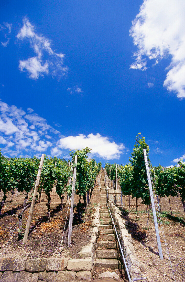 Weinbergmauer Stettener Brotwasser, Kernen im Remstal, Baden-Württemberg, Deutschland