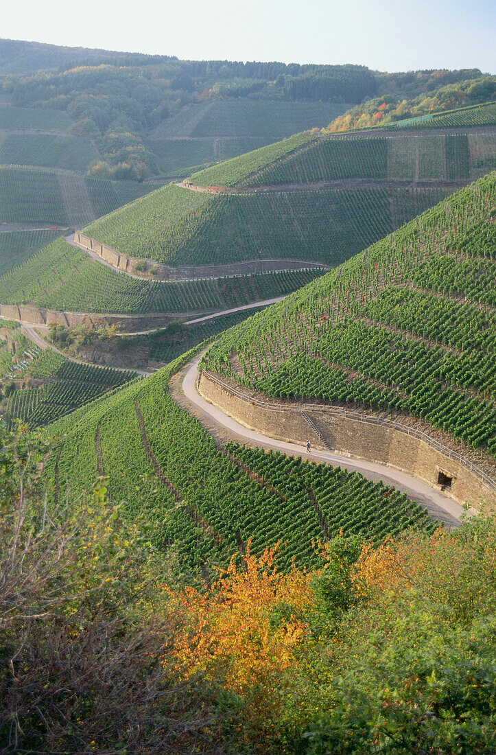 Vineyard Dernauer Pfarrwingert, Dernau, Rhineland-Palatinate, Germany