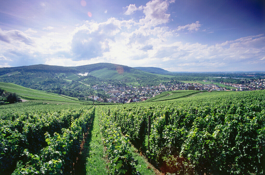Vineyard Stettener Pulvermacher, Kernen im Remstal, Baden-Wurttemberg, Germany