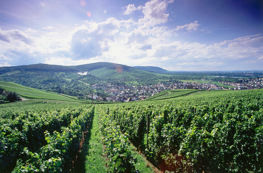 Weinberg Stettener Pulvermacher, Kernen im Remstal, Baden-Württemberg, Deutschland