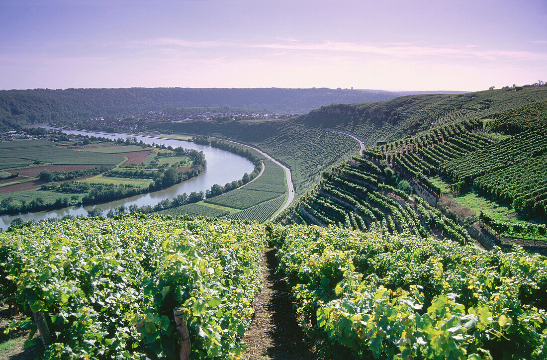 Weinberg Mundelsheimer Käsberg, Mundelsheim, Baden-Württemberg, Deutschland