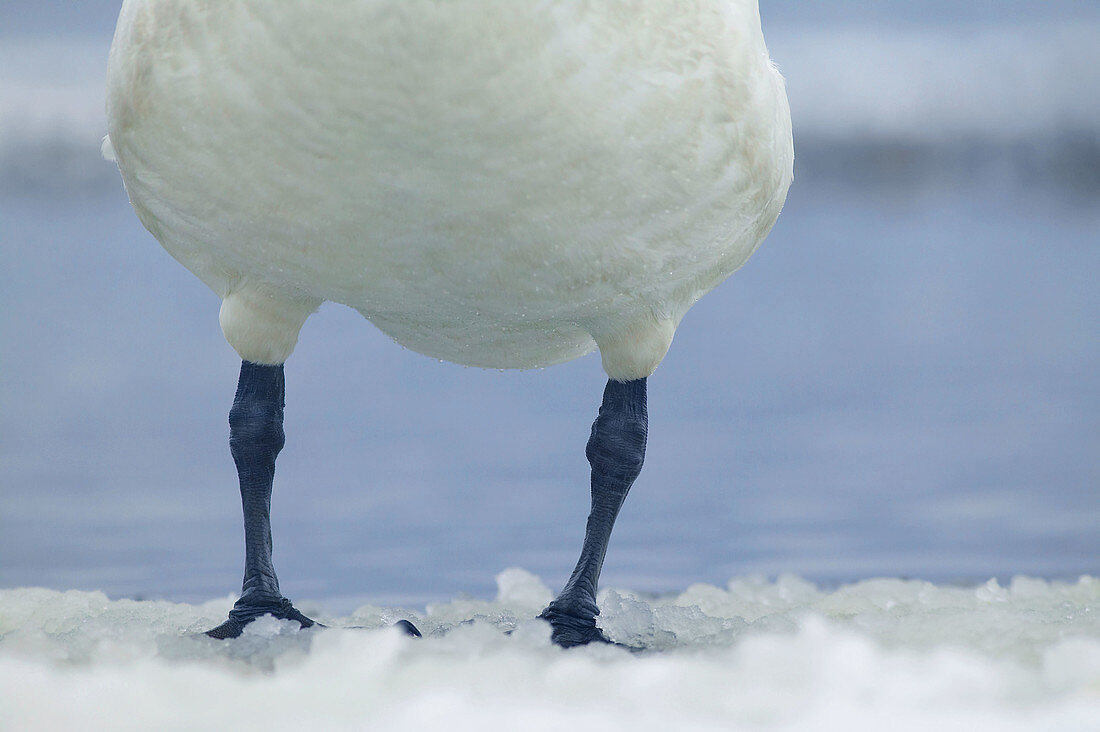 Whooper swan (Cygnus cygnus), winter. Sweden