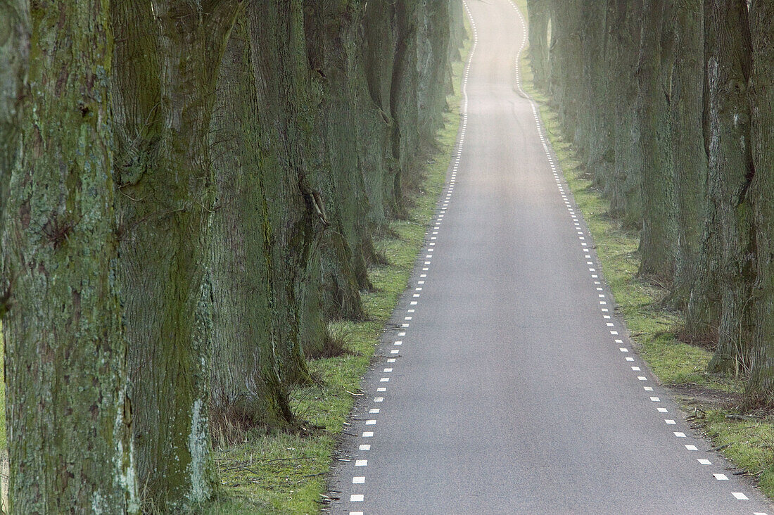 Avenue running thru the landscape. Skåne, Sweden