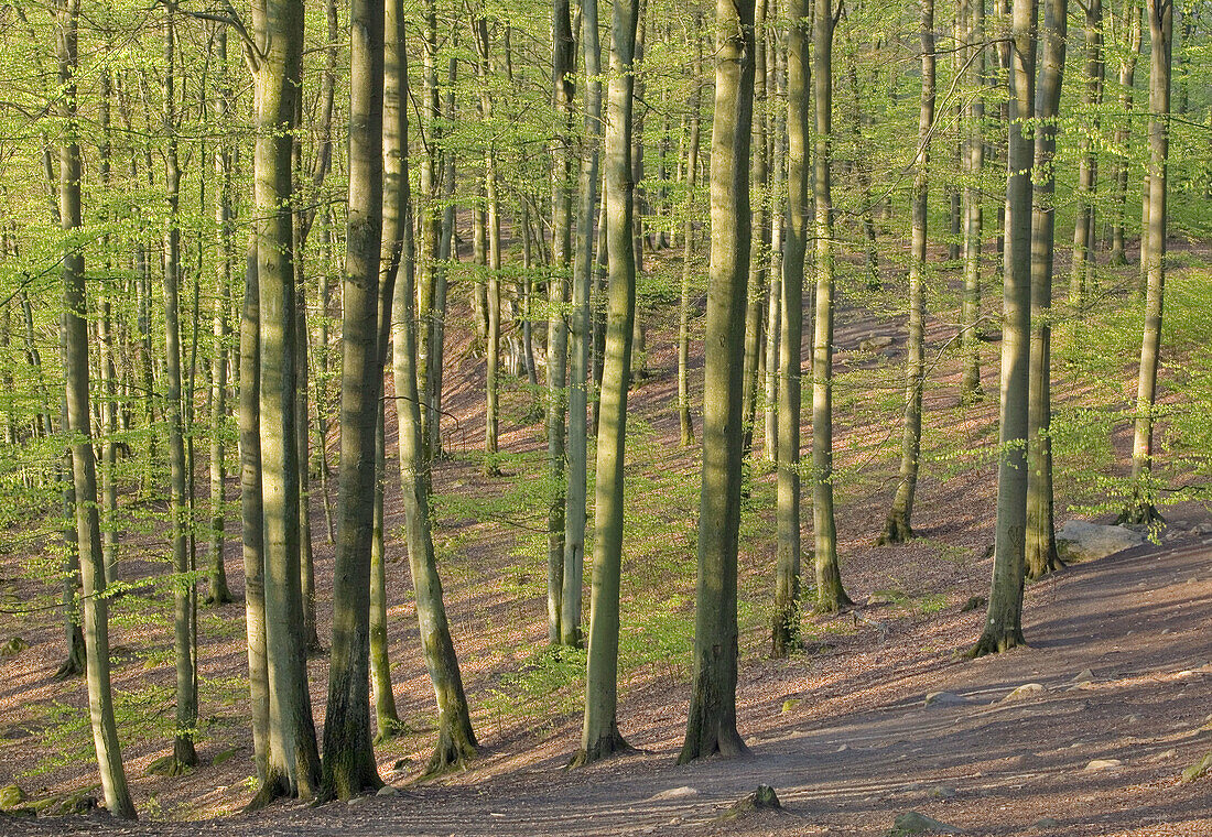 European Beech forest (Fagus sylvatica) in spring. Skåne National Park. Skåne, Sweden