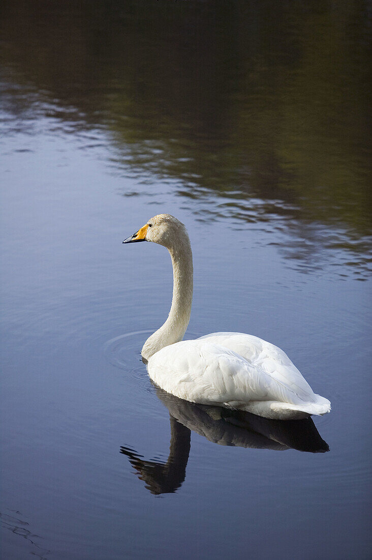 Whooper swan. (Cygnus Cygnus). Skåne National Park. Skåne, Sweden