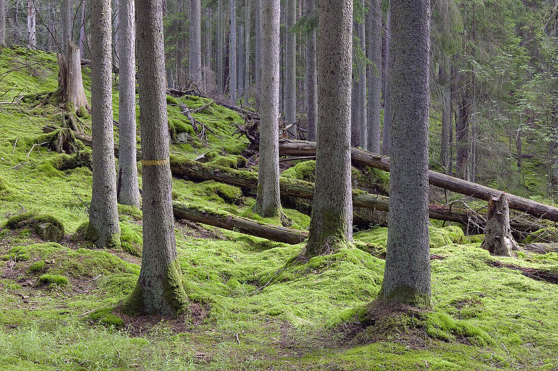 Virgin pine forest. Nyteboda Nature Reserve, Skåne, Sweden.