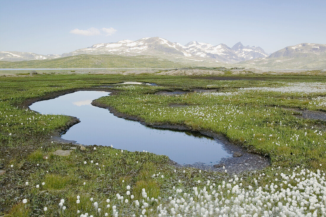 Wetlands with hare s-tail Cottongrass (Eriophorum vaginatum sp.) at Lake Tyin. Jotunheimen, Oppland, Norway.