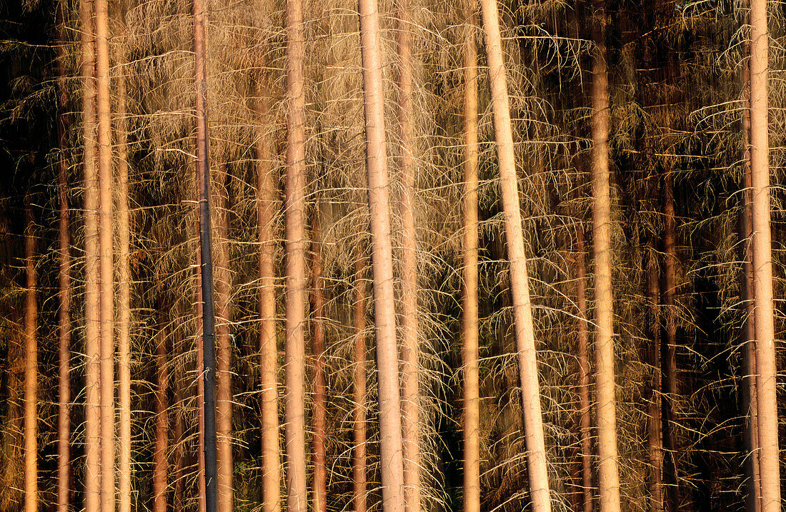 Trunks in cultivated Spruce forest. (lat: Picea sp.)