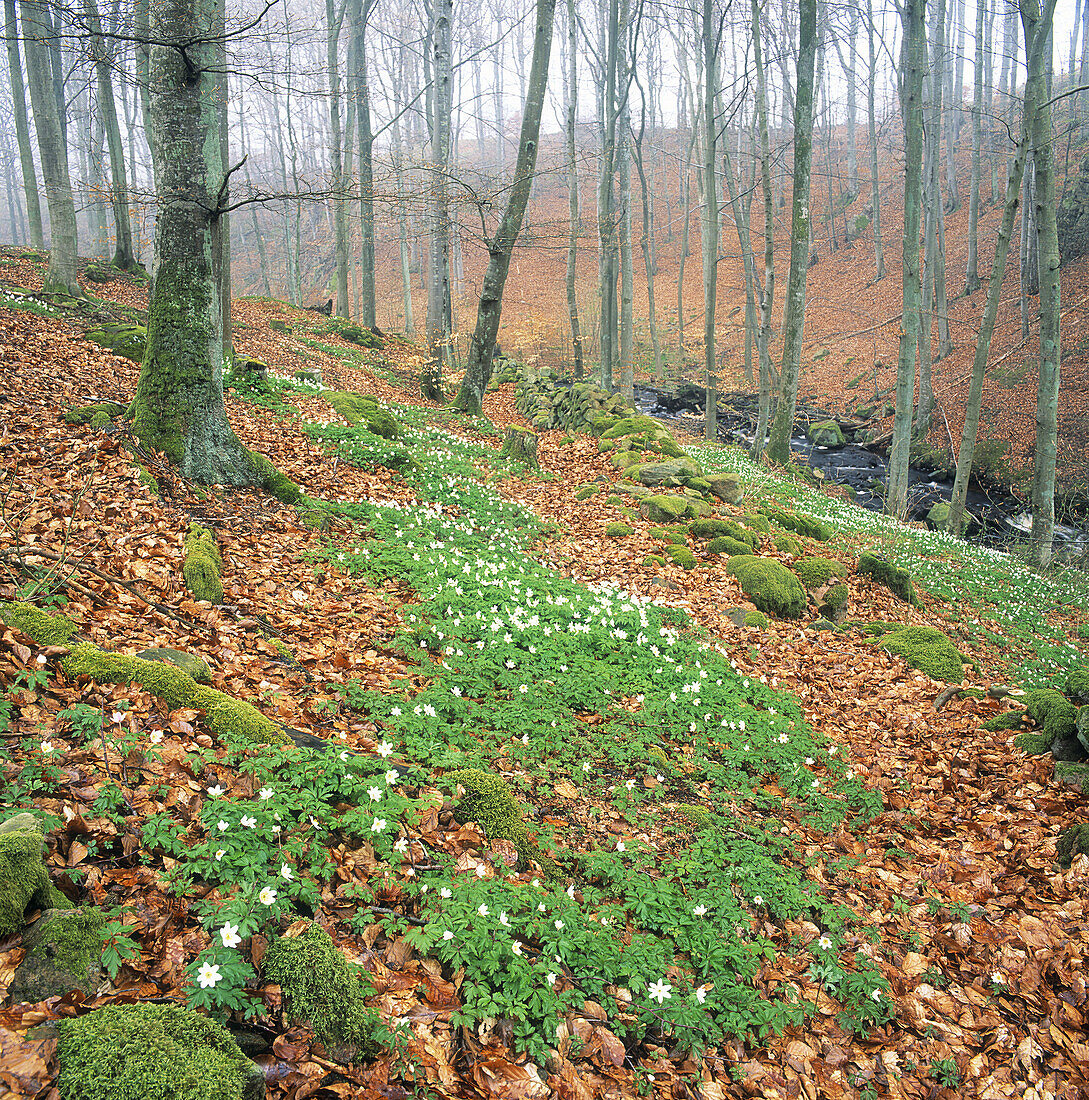 Wood anemone. (lat. Anemone nemorosa) in Beech forest (Fagus Sylvatica). Hallandsåsen Ridge, Skåne, Sweden, Scandinavia, Europe.