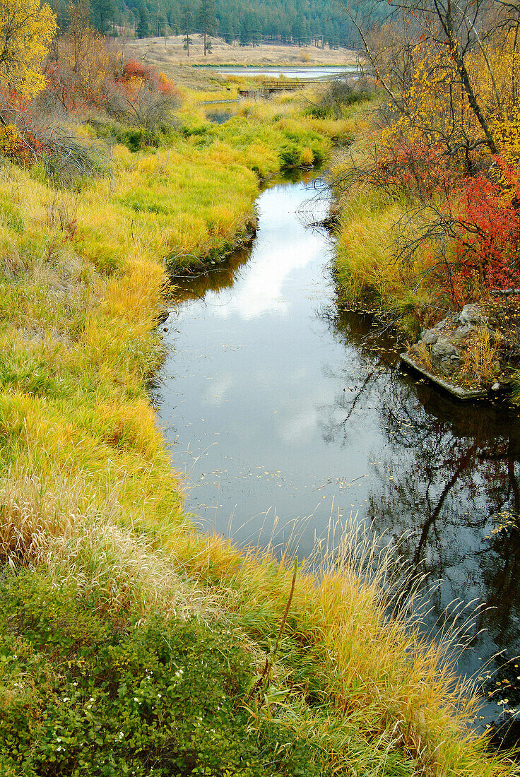 Marsh in fall. Kamloops. British Columbia, Canada